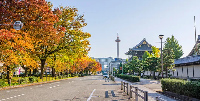 東本願寺的報恩講和銀杏樹