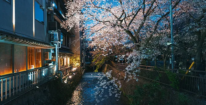 祇園白川的夜櫻點燈