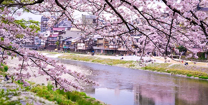 鴨川沿岸的櫻花樹