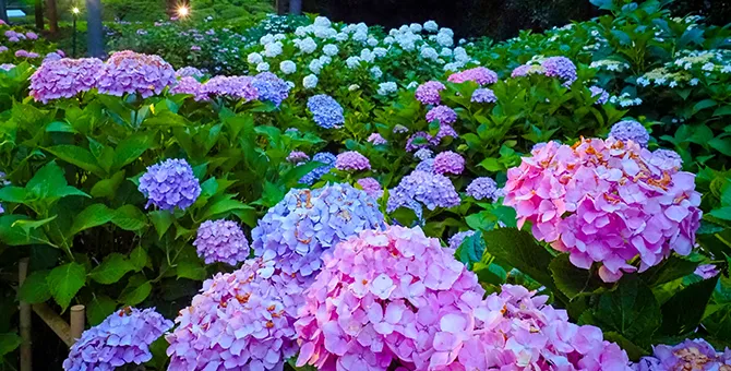 京都洛南的八仙花巡禮